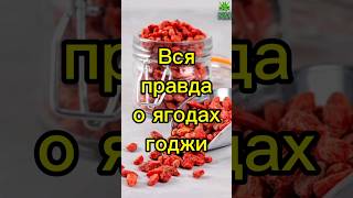 Чем полезны ягоды годжи #здоровье #медицина #полезныесоветы