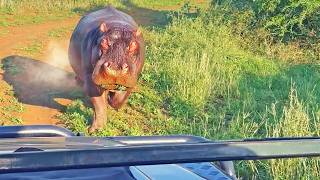 Angry Hippo Chases and Bites Vehicle