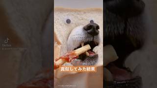 真似してみた😂w #ボーダーコリー #看板犬 #dog #建設業 #面白動画 #バズりたい