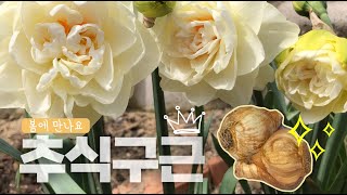 추식구근심기ㅣ지금심으면 화사한 봄을 만나실 수 있어요🌷💛 #추식구근 #수선화