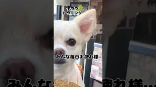 【トリミングサロン】可愛い❤️チワワ【ビフォーアフター】 #chiwawa #LOVE\u0026PEACE #dog grooming #love  #犬 #dog #shorts #short