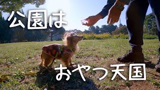 【18歳と15歳老犬カニンヘンダックスVlog】公園はソラにとっておやつ天国だ。一番いきいきしてるよ。