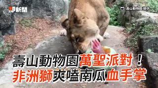 壽山動物園萬聖派對　非洲獅爽嗑南瓜血手掌｜野生動物｜飼料｜節日