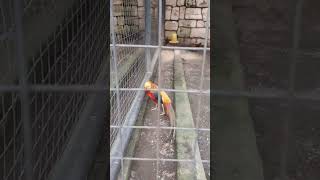burung kuau raja ada di saloka shorts shortsvideo shortsfund burung salokathemepark