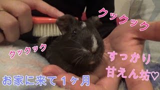 【モルモット】甘えている時の鳴き声☆Crying when the guinea pig fawns upon me