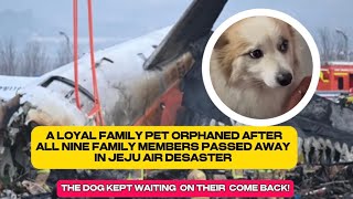 A  LOYAL FAMILY PET ORPHANED AFTER ALL 9 MEMBERS OF THE FAMILY PASSED AWAY IN JEJU AIR DESASTER