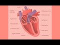 the anatomy of the heart structures functions and blood flow