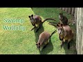 What Is A Swamp Wallaby?