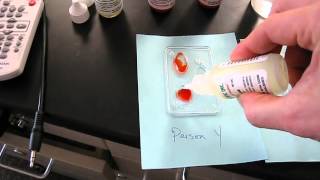 Blood Typing lab instructions