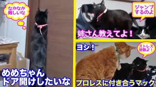 ＜2匹の猫通信＞「ほっこりライブ」めめちゃん姉さんみたいにドア開けしたい！願い叶わずマックとプロレス2020 04 28- Cat Live Stream in Japan - Cat Life TV