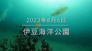 【珠や潜水】伊豆海洋公園 2023年8月6日