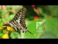 Butterfly Rainforest Moment: Large striped swordtail