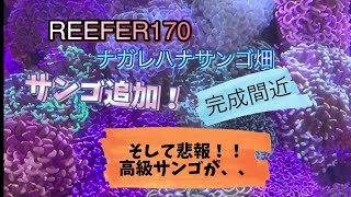 ナガレハナサンゴ追加　そして悲報　　euphyllia