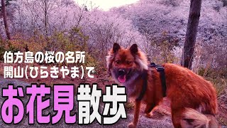 桜の名所、開山をお花見散歩する犬