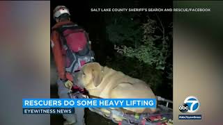 190-pound Mastiff rescued from Utah trail is a big, good boy | ABC7