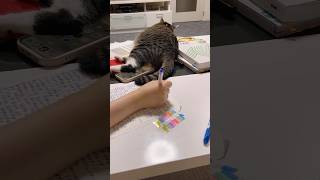 【ボールペンが動くたびにイライラする猫】vs【テスト勉強を邪魔されてイライラする娘】　　 #shorts #cat #猫 #キジ白猫#保護猫