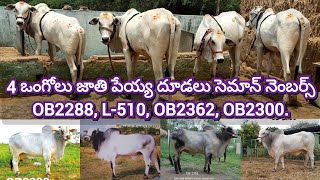 4 ఒంగోలు జాతి పేయ్య దూడలు సెమాన్ నెంబర్స్ OB2288, L-510, OB2362, OB2300. #OngoleHeifers