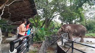 Elephants at Songkhla Zoo Songkhla Thailand 🇹🇭