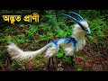 পৃথিবীর অদ্ভুত ও বিচিত্র কিছু প্রাণী | Some strangest and weirdest creatures on earth