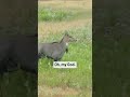 50 bmg vs nilgai antelope