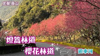 2025 -2 宜蘭 員山 燈篙林道-櫻花林道🌸賞櫻花🚘遊車河全程路況與花況/賞櫻熱門景點