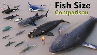 Fish Size Comparison | Smallest Fish | World Largest Fish | water animal | mammal size