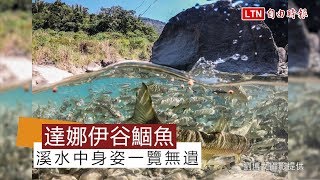 溪水清澈宛若水族箱 達娜伊谷鯝魚水中游一覽無遺(莊信然提供)