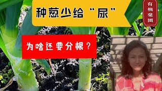 【种植2⃣️3⃣️葱】这样种出来的葱才会越来越粗，一年四季吃不完。