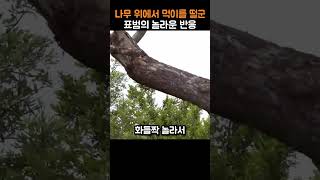 나무 위에서 먹이를 떨군 표범의 놀라운 반응