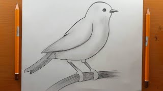 Come disegnare un uccello | Come fare un facile disegno di uccelli con il carboncino a matita