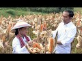 Panen Raya Jagung, Gorontalo Utara, 1 Maret 2019