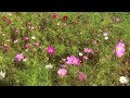 yuni garden autumn leaves of kochia cosmos hokkaido yuni town