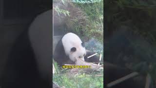 萌兰闻竹子被恶心yue出表情包😂连连呲牙 Panda Menglan