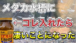 メダカ水槽にエビオス錠を投入したら凄い事になりました　食欲がとまらないメダカたちをご覧ください