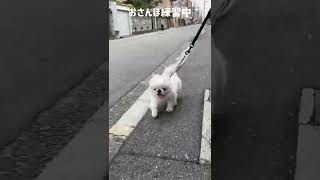 はじめてのお散歩【ペキニーズ】子犬/しつけ/トレーニング/リーダーウォーク -puppy loose leash walking-