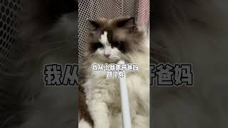 你知道的  我从小就离开了妈妈..记录猫咪日常 布偶猫 我和我的怨种猫咪 小猫咪能有什么坏心眼 有猫人士的日常