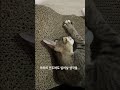 신나게 놀고 뻗어버린 당무 고양이 개냥이 shorts cat