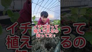 イチゴ苗植え方あるの知ってた？？　#農家#農業#田舎#田舎暮らし #移住#農地#耕作放棄地#農村生活#楽農tech#shorts#いちご#イチゴ#苺