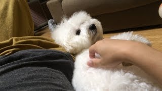 ぴったり くっつきたい犬！ビションフリーゼ