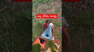 అల్ల నేరేడు పండ్లు | #villagevlogs #farmerlife #fruits