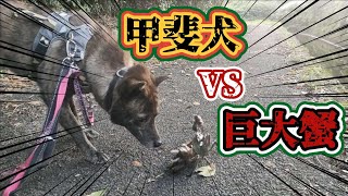 【甲斐犬 mix ハル】散歩中に、巨大蟹を見つけた！ #甲斐犬