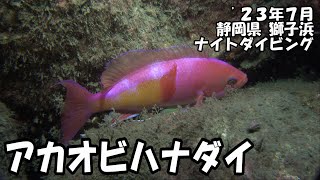 アカオビハナダイ（’２３年７月　静岡県獅子浜ナイト）