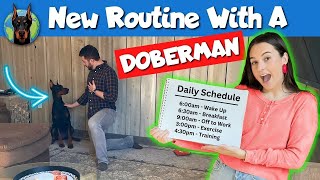 Following a FIRST-TIME Doberman Owner for a Full Day!