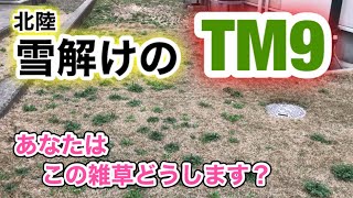 【理想の芝生へ・TM9＋西洋芝】697日目　ついに北陸も雪が溶けました。そろそろ今年も始めますか！