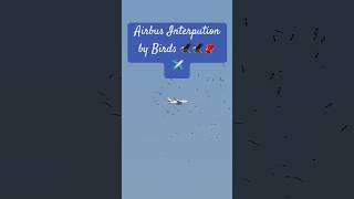 Airbus interpreted by birds ✈️👀🦅🐦‍🔥 #trending #airlines #birds #flying #viralshorts