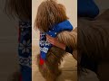 happy christmas eve dogsofyoutube dogshorts christmas2024