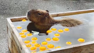 【カピバラ　温泉】秋吉台自然動物公園サファリランドにてカピバラ温泉が始まりました！