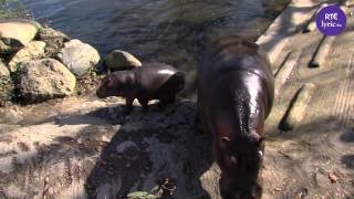 Marty Whelan meets the Hippopotamus at Dublin Zoo!