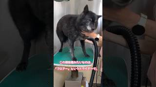 【トリマーのお仕事と道具のひみつ】その3 わんちゃん用ドライヤー#トリマー #犬