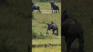 The Great Wildebeest Migration, 5 Things you did not know! #shorts #travel